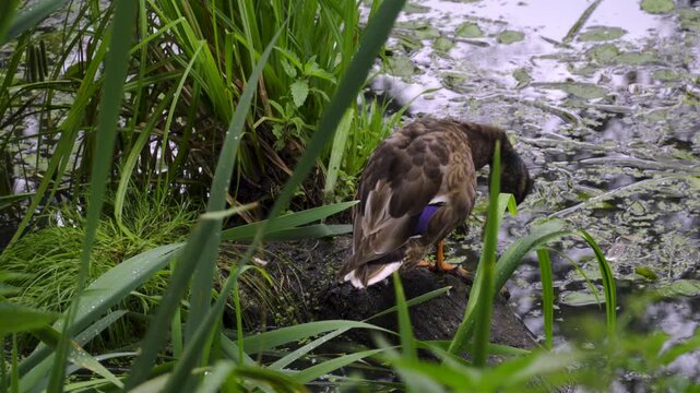 Mallard Duck Standing on the Rock, Preening and Stretching Wing in Thick Green Reeds, 4K. Detailed wildlife footage captures natural animal behavior in a dense, vibrant wetland environment.