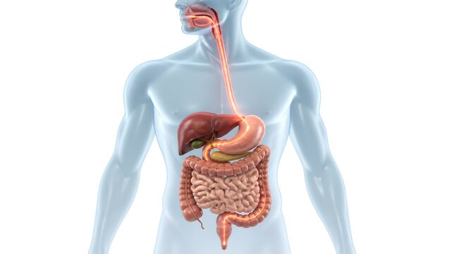 Detailed 3D Medical Visualization of the Human Digestive Tract and Food Pathway