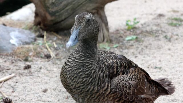 Brown duck with detailed feather patterns stands on sandy ground against a blurred natural background, its textured plumage and serene posture. ideal for wildlife observation, nature studies, and educ