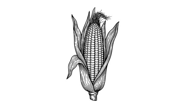 Ripe corn cob with husk leaves isolated agricultural food black and white vintage vector illustration