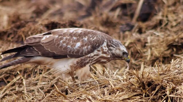 Common Buzzard Perched on a Manure Pile in a Rural Winter Landscape, Wild Bird of Prey in Germany, 4K