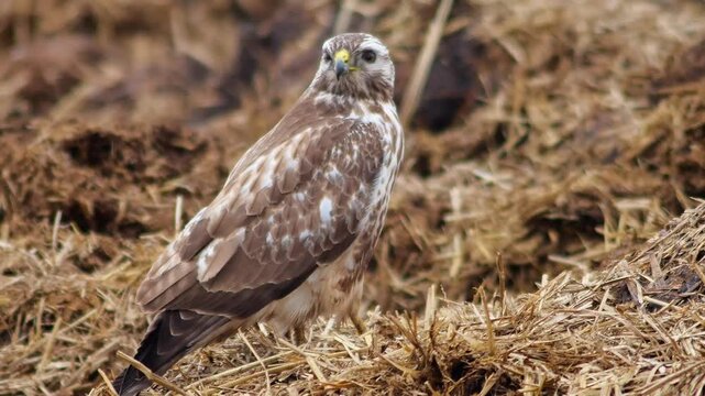 Common Buzzard Perched on a Manure Pile in a Rural Winter Landscape, Wild Bird of Prey in Germany, 4K
