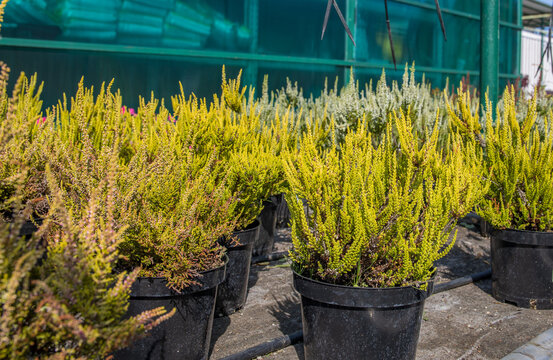 Heather plants in black pots, with lush greenery and textured leaves