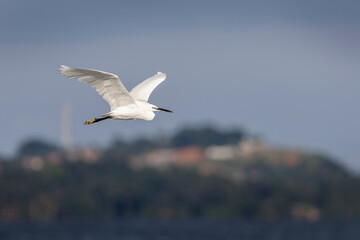 Obraz premium Little egret flying over Lake Victoria in Uganda, Africa, with its wings spread against the natural lakeside landscape.