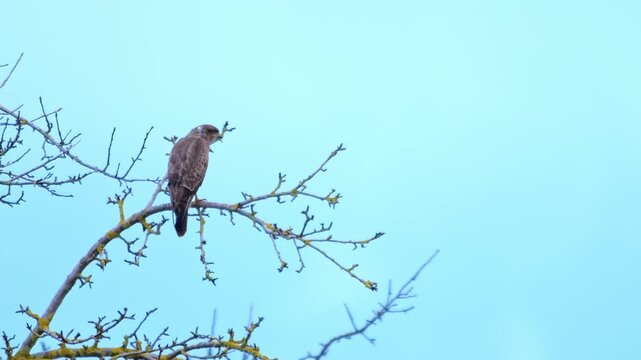 Common Buzzard Perched in Tree Branches, Scanning the Landscape for Prey, Winter Wildlife in Germany, 4K
