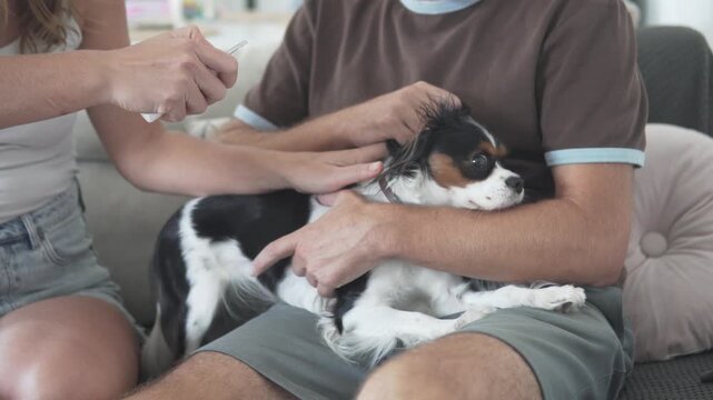 Owners applying ear drops to a Cavalier King Charles Spaniel at home while gently holding the dog during routine pet care and ear treatment