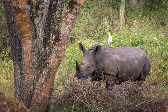 White rhinoceros with oxpecker birds on its back moving through dense vegetation in Uganda, Africa.
