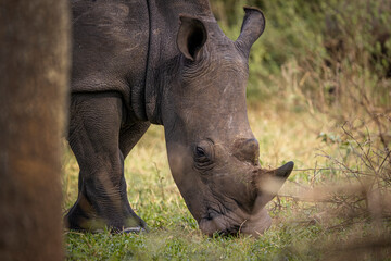White rhinoceros with oxpecker birds on its back moving through dense vegetation in Uganda, Africa. © zdenek
