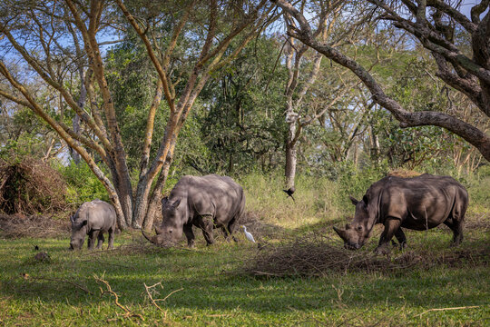 White rhinoceros with oxpecker birds on its back moving through dense vegetation in Uganda, Africa.