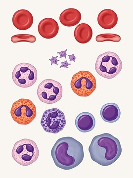 Comprehensive Medical Infographic of Human Blood Components and Cellular Elements for Hematology