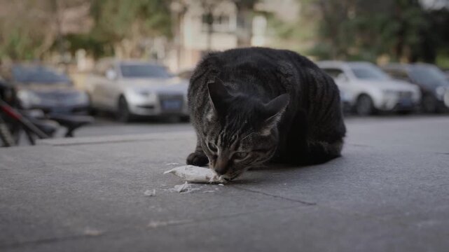 Tabby cat eats food on pavement with parked cars in background close up shot.