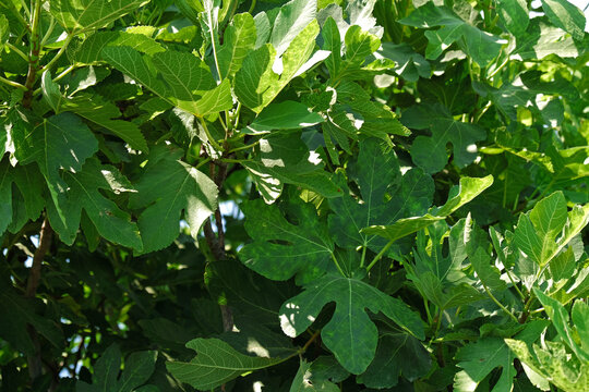 Close-up of green lobed leaves of a common fig tree, Ficus carica. Botanical texture, foliage, and Mediterranean garden vegetation.