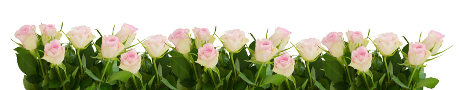 Pink rose flowers in a bottom border isolated on white  or transparent background