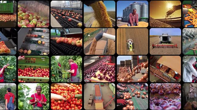 Modern Agriculture, Crop Harvesting and Food Processing Industry Multiscreen. High-tech farming, automated food processing, harvesting, sorting, packaging and livestock production.