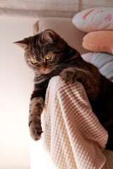 Tabby Cat Resting on Armchair in Warm Natural Light © zbb52318