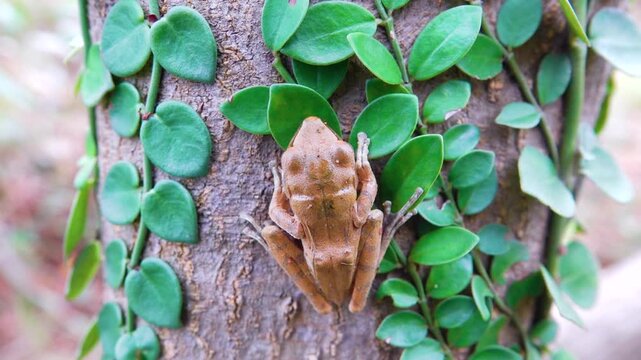 Probably Indian tree frog Polypedates maculatus from Hong Kong Island