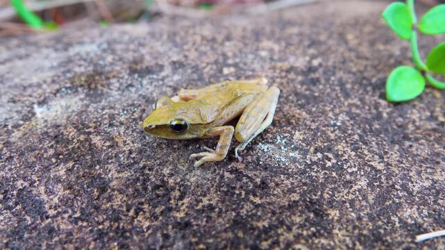 Probably Indian tree frog Polypedates maculatus from Hong Kong Island