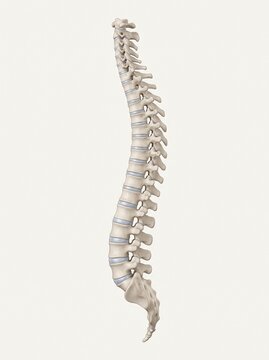 Human spine anatomical illustration for musculoskeletal and medical education