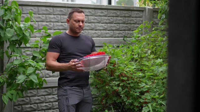 High quality static footage of a playful suburban homeowner tossing up bright red viburnum berries in a metal colander in his backyard garden.