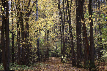 Fototapeta premium autumn park, nature landscape, trees in a seasonal background