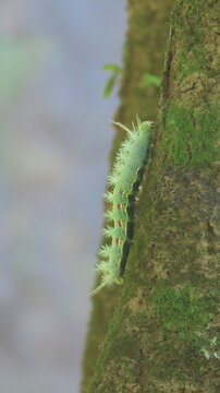 fern in the forest