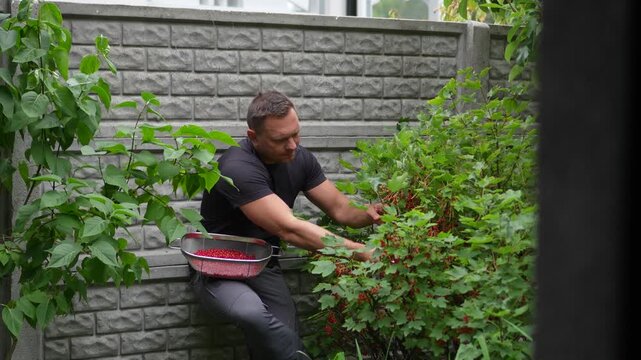 High quality static footage of an athletic man picking ripe redcurrant berries from a bush into a steel colander in a backyard garden.