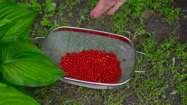 High quality static timelapse footage of an empty metal colander quickly filling up with freshly picked ripe redcurrant berries in a green backyard garden.
