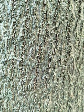 Close-up of Rough Tree Bark in Forest