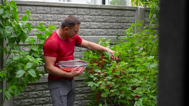 High quality static footage of a suburban homeowner in a red t-shirt harvesting ripe redcurrant berries from a bush into a steel colander.