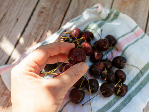 Human hand selects a ripe dark sweet cherry, Prunus avium, from fresh cherries arranged on striped fabric over a wooden table. Close food image for healthy snacking, fresh produce, fruit harvesting, s