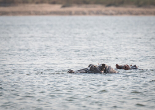 Hippopotamus in the Zambezi river, Namibia, Africa