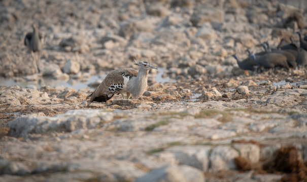 Kori bustard in the grass of Etosha National Park, Namibia, Africa
