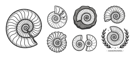 Collection of ancient ammonoid fossils isolated on transparent background © adhar