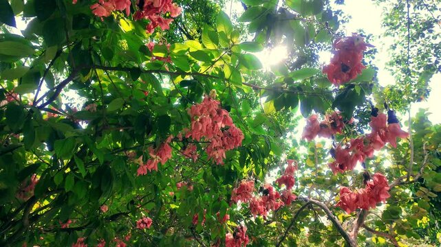Pink Mussaenda Dona Luz Flower Bracts Hanging with Sunbeams in Garden, 4K Slow Motion Cinematic Background