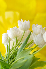 Obraz premium Fresh White Tulips in Bloom Against a Vibrant Yellow Background