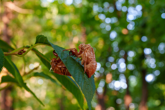 Cicada Exuvia
