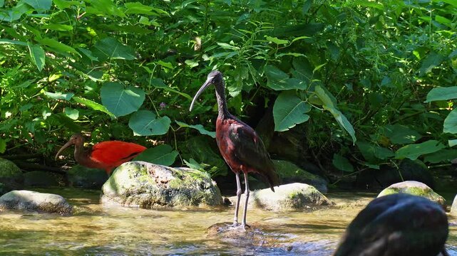 The Glossy ibis, Plegadis falcinellus is a wading bird in the ibis family Threskiornithidae.