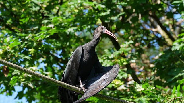 The Glossy ibis, Plegadis falcinellus is a wading bird in the ibis family Threskiornithidae.