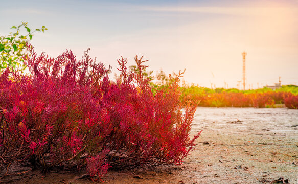 Red seablite (Sueda maritima) growing in acidic coastal soil within a tropical mangrove ecosystem. Blue carbon habitats, natural carbon sequestration, climate resilience and wetland conservation.