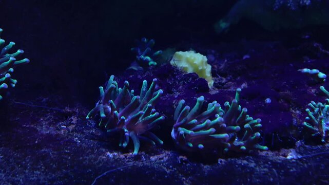 A striking view of a coral reef under aquarium lighting, showcasing the vibrant colors and delicate structures of coral polyps. the glowing hues highlight the intricate beauty of these marine organism