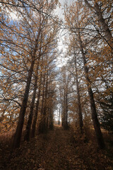 Fototapeta premium Autumn trees nature landscape, changing seasons photo