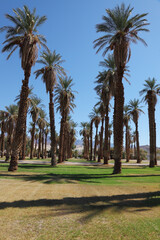 Fototapeta premium Avenue in the palm grove