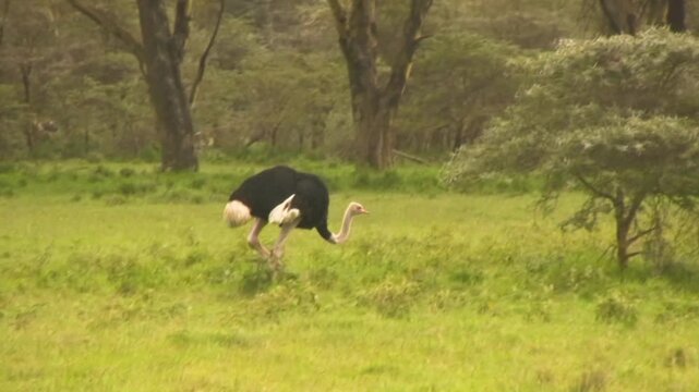 Dancing ostrich. Savanna of Nakuru, Kenya