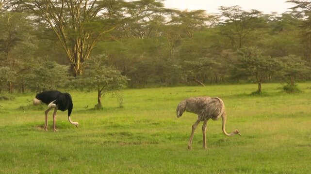 Dancing ostrich. Savanna of Nakuru, Kenya