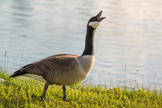 Canada goose honking with open beak on grassy shore, wildlife and nature concept