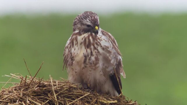 Common Buzzard Perched on a Manure Pile in a Rural Winter Landscape, Wild Bird of Prey in Germany, 4K