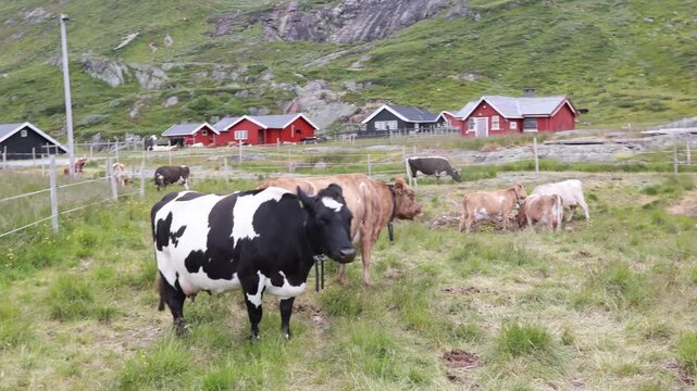 Cute preschool child in yellow jacket, caressing cow on a farm in Norway, national park Jotunheim, rorbu house in the background, mountain, nature