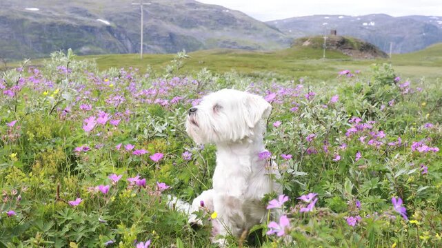 Happy child, boy and his dog, maltese breed, playing in the nature, Norway in the morning, beautiful mountains, enjoying peaceful nature