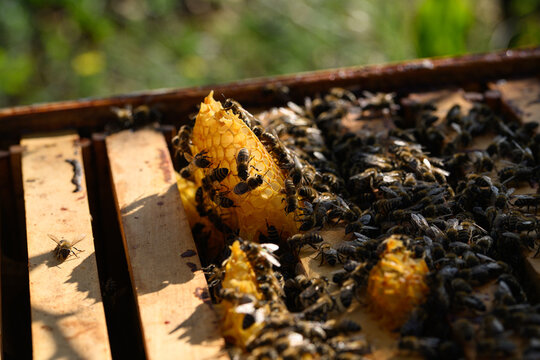 Bees building fresh wax comb on open hive frame