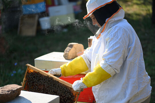 Beekeeper examining frame beside red hive box